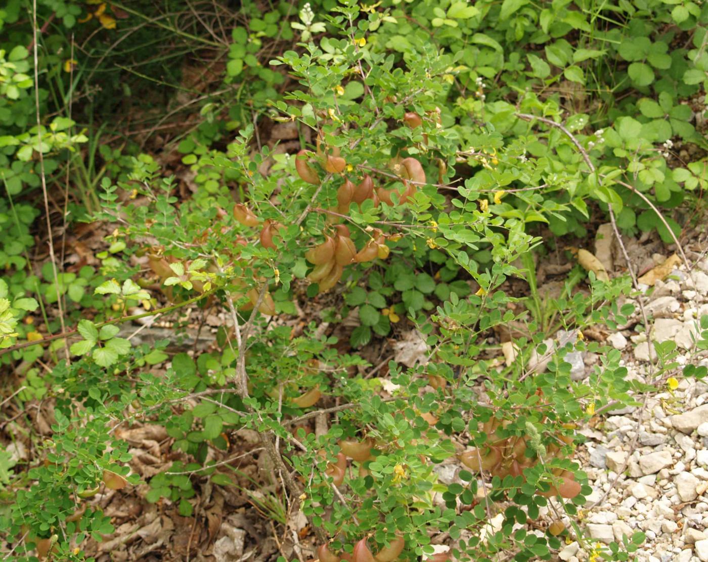 Bladder Senna plant
